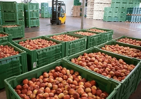 Фруктохранилище яблок на 1000 тонн