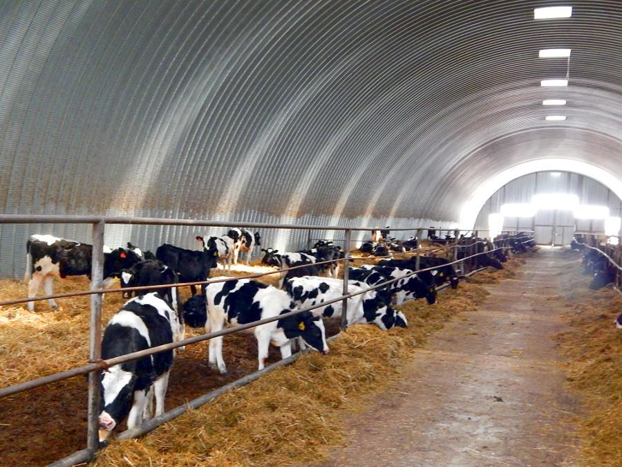 Бизнес план молочной фермы на голов с расчетами